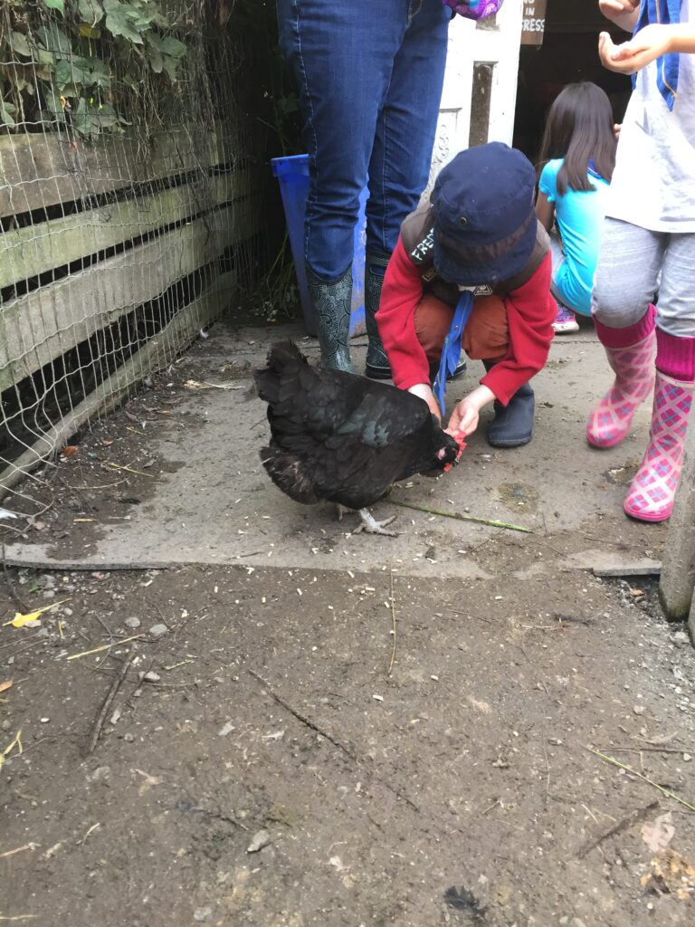 Beavers visiting Southlands Farm